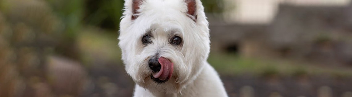 Human foods dogs can’t eat