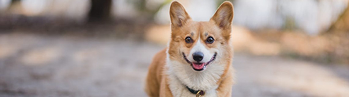 The Benefits of Growing Up with Dogs