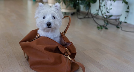 Is Your Dog Ready for the Office