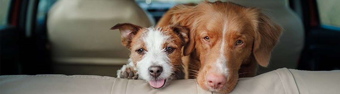 The Benefits of Dogs in the Workplace