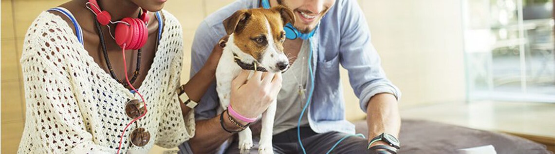 Top tips for travelling with your dog