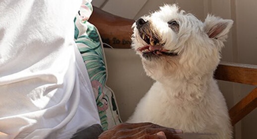 What does my dog’s body language mean