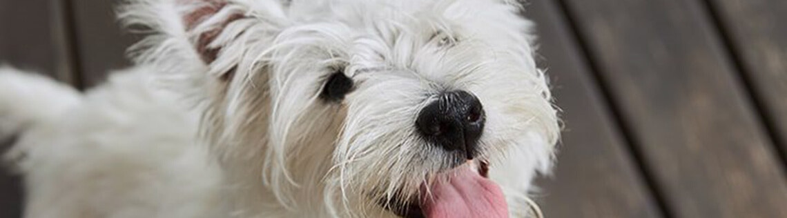 The Benefits of Wet Food for Dogs