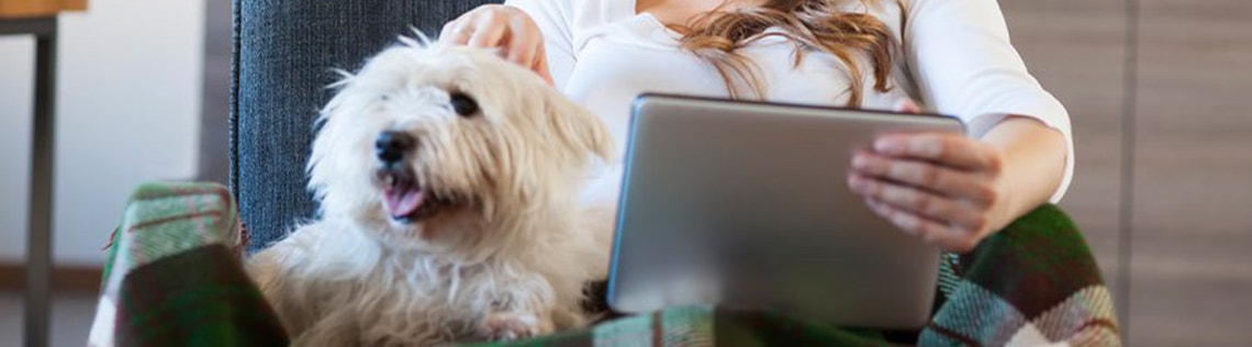 How to help a dog with separation anxiety