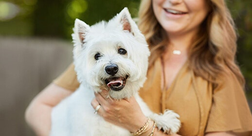 How to groom your dog at home