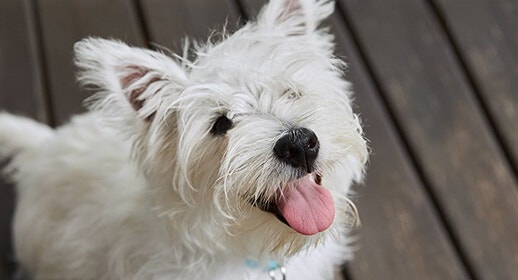 The Benefits of Wet Food for Dogs