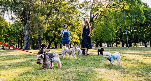 How to Create a Dog-Friendly Office